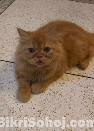 2 Persian Cat